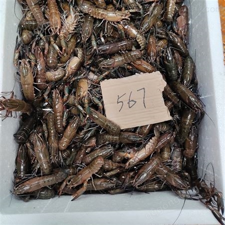 澳龙产地批发567钱规格澳洲淡水小龙虾2021年11月23号价格35元每斤