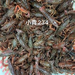 湖北潜江小龙虾鲜活清水活虾30/50斤各种硬规格活体青虾红虾包邮