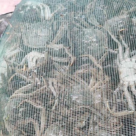 人工养殖螃蟹批发中规格每只3两规格公蟹11月11号27元每斤