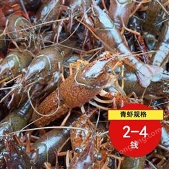 经济青虾批发2到4钱青虾2021年11月小龙虾批发价16元每斤