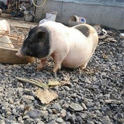 山东迷你香猪 巴马香猪市场前景 巴马香猪种猪
