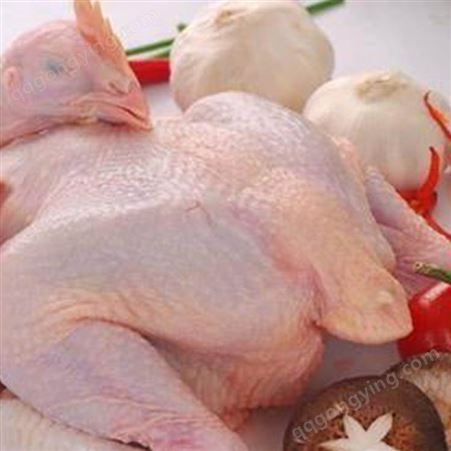 现货销售 烧鸡用原料鸡 熬汤老鸡 内脏干净冷冻冰鲜老母鸡