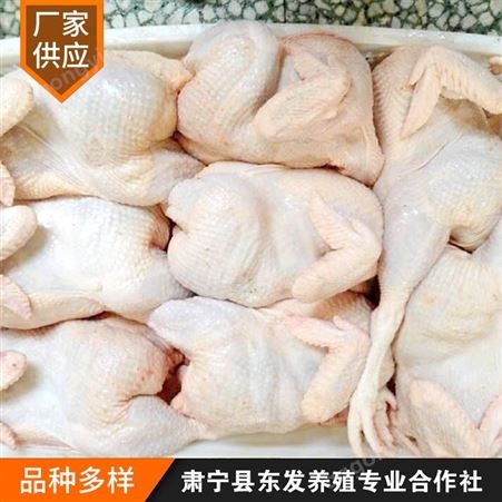 东发养殖供应冷冻老母鸡 白条老母鸡 冷鲜老母鸡整箱 按时发货