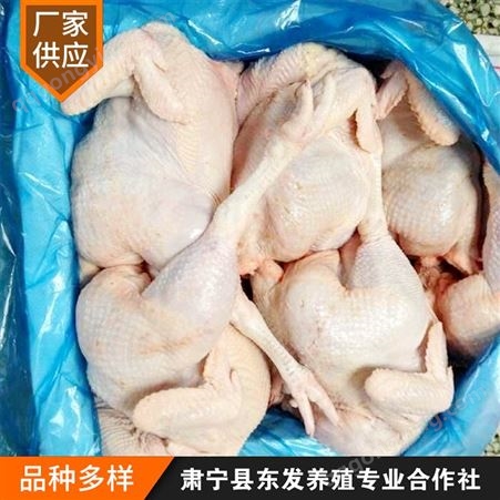 东发养殖供应老母鸡 白条冷冻老母鸡 煲汤用老母鸡全鸡 干净卫生