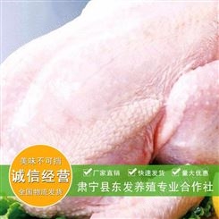 东发养殖生产 生鲜老母鸡白条 月子炖汤用老母鸡 白条鸡