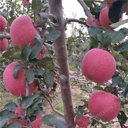 大型嫁接苹果苗批发厂家 国迎 晚熟 早熟苹果苗新品种供应
