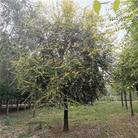 苗木处理 12公分优质金叶榆 河北金叶榆基地