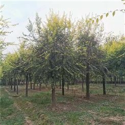 苗木处理 12公分优质金叶榆 河北金叶榆基地