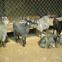 通和亚出售各种青山羊，青山羊价格1黑山羊价格