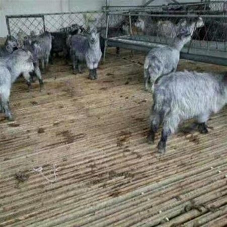 通和亚供应 养殖青山羊 圈养青山羊价格 30-40斤青山羊