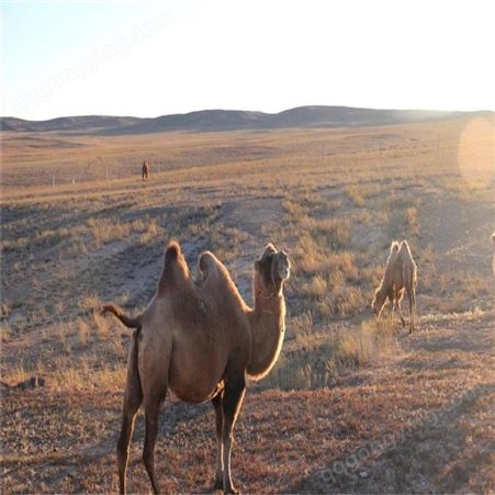成年骆驼出售多少钱 旅游区出售租赁骆驼价格
