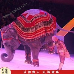 销售报价 动物表演出租 马戏团动物表演 大型动物表演