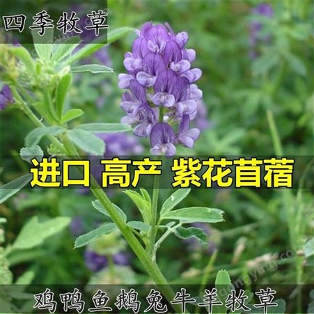 紫花苜蓿草种子鸡牛羊兔子鱼饲料紫花苜蓿草籽高产耐寒四季多年生牧草种籽