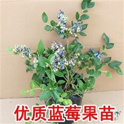 大量供应4年蓝莓苗 长期出售兔眼蓝莓苗   蓝莓1-6年苗