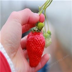 四季草莓苗   牛奶草莓    草莓种子   四季果奶油草莓