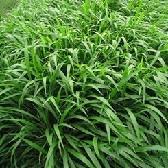 众兴宽叶雀稗种子 护坡绿化专用草种 喷播挂网植草常用 国产草籽