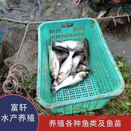 湖北白鲢鱼出售 白鲢鱼苗批发 品种齐全 湖北白鲢鱼现货 轩富水产