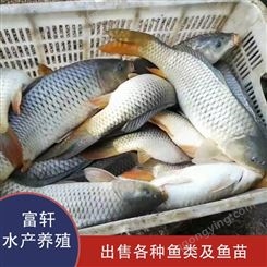青鱼鱼苗求购 大量批发青鱼苗  青鱼苗的价格  天津鱼苗厂家 量大从优