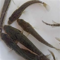黑鱼苗的价格   河北鱼苗养殖地区   黑鱼怎样养殖