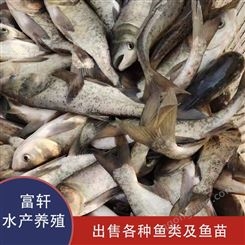 鳙鱼鱼苗价格  河北鳙鱼养殖鱼塘  容易养殖肉鲜美  轩富水产