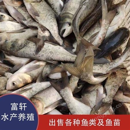 鱼苗鳙鱼鱼苗价格  河北鳙鱼养殖鱼塘  容易养殖肉鲜美  轩富水产