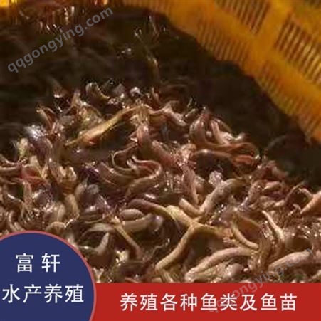 泥鳅 黄金泥鳅养殖 高产量纯种泥鳅 渔场供应
