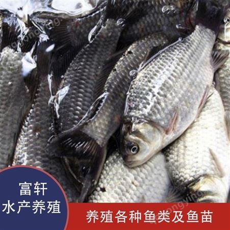 青鱼鱼苗求购 大量批发青鱼苗  青鱼苗的价格  天津鱼苗厂家 量大从优