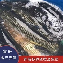 山西草鱼出售 淡水草鱼养殖 草鱼批发价格 种类齐全 轩富水产