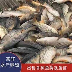 唐山鱼苗养殖场   鲤鱼种类  鲤鱼生长环境  轩富水产鱼苗养殖
