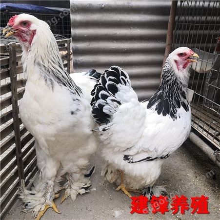 受精种蛋批发价格 出售梵天鸡种蛋 黑白花婆罗门鸡种蛋 建锋养殖鸡苗孵化场