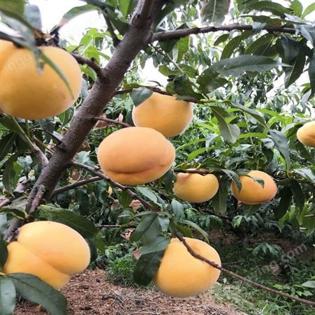 瑞硕农业 中桃金魁黄桃苗供应 中桃金魁黄桃苗成熟期