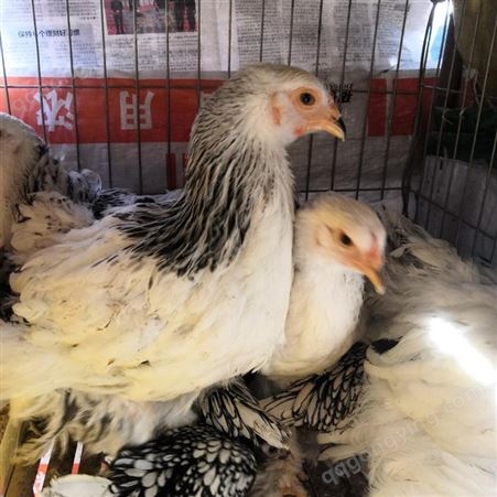 受精种蛋批发价格 出售梵天鸡种蛋 黑白花婆罗门鸡种蛋 建锋养殖鸡苗孵化场
