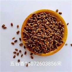 黑小麦供应厂家 黑麦全粉 藏血麦片批发报价 五谷香