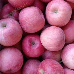 水晶红富士苹果价格每千克 红富士苹果冷库批发价格一斤批发价