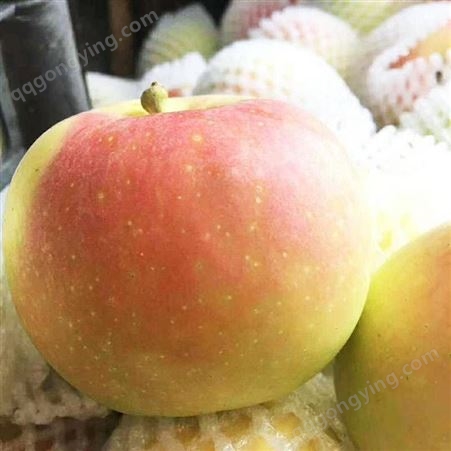山东嘎啦苹果批发市场 酸甜美八苹果价格 代收苹果 市场价格