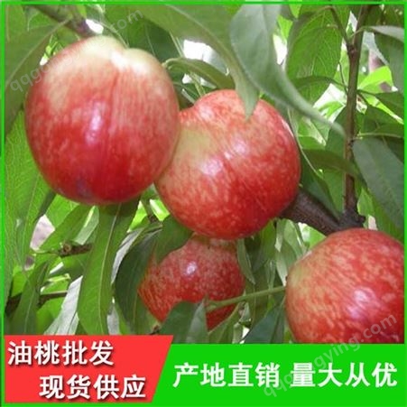 126油桃供应商-丽春早红宝石油桃产地行情-昊昌