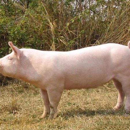25公斤仔猪价格 小母猪种崽价格 昊昌 品种纯好喂养