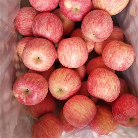 红将军苹果 红富士苹果 吸收农家肥不使用除草剂 昊昌农产品