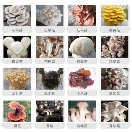 天然双孢蘑菌种母种原种栽培种出菇菌包泽海菌业