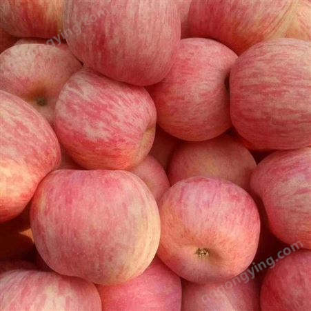 冷库苹果 75以上红富士 0-8度保鲜存储遍体通红 昊昌农产品