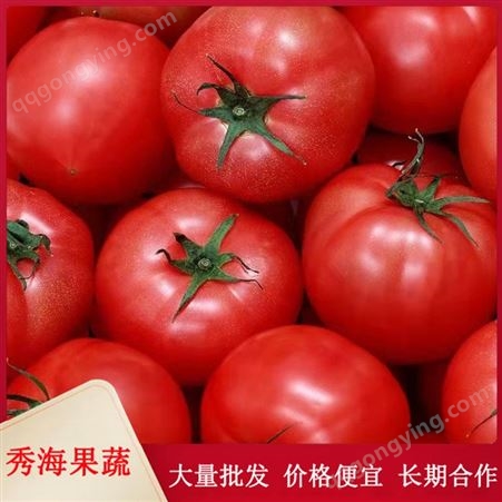露天种植西红柿 沙瓤西红柿 皮薄肉厚 鲜嫩可口