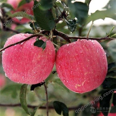 红富士苹果里有 红富士苹果冷库批发价格一斤批发价