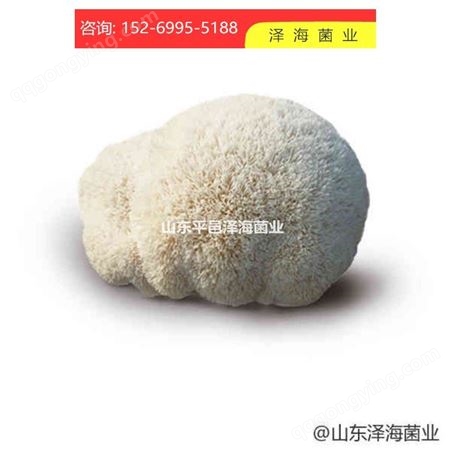 济南 山东平邑泽海菌业  猴头菇 优质供应