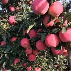 红将军苹果 条纹红富士 吸收农家肥不使用除草剂 昊昌农产品