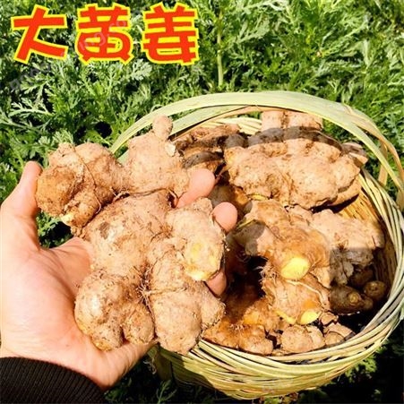 大黄姜 大黄姜 农家种植自然健康产地信息 吴昌