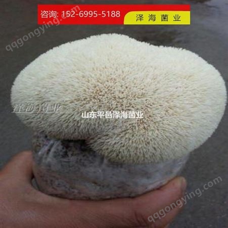 威海 山东平邑泽海菌业  猴头菇 专注品质