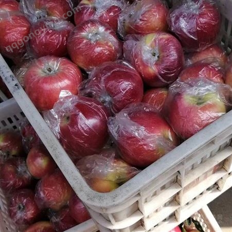 红富士苹果价格价格产地货源