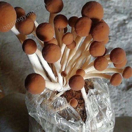 茶树菇种植菌包菌种 袋装茶树菇人工栽培菌种制作