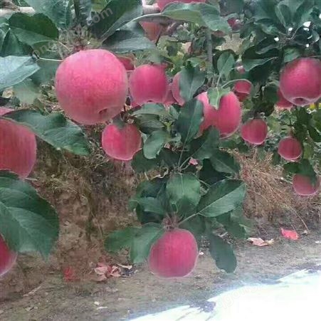 鲜生苹果果蔬购销 高山红富士苹果批发