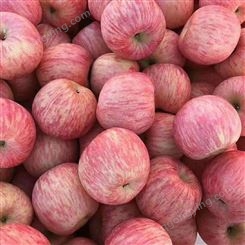 红富士苹果基地 冷库存放苹果利润1吨批发价格